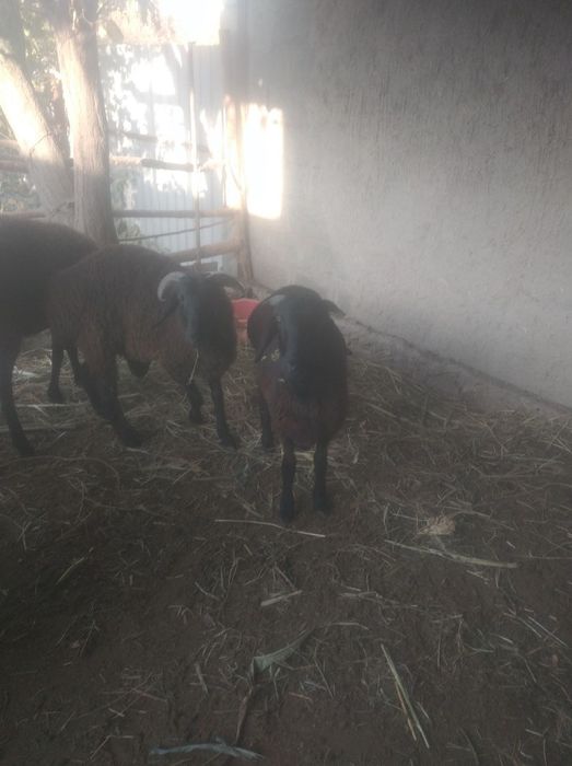 Кучкорла сотилади