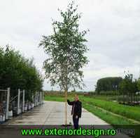 Arbori foiosi BETULA PENDULA / Mesteacan multitrunchi H=300-700