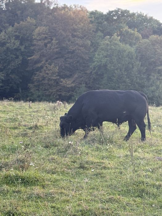 Taur angus cu origine