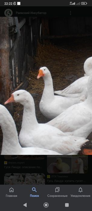 Продам гусей породы гибрид линда