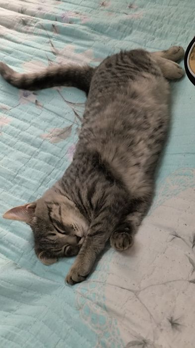 Котёнок 4 месяца