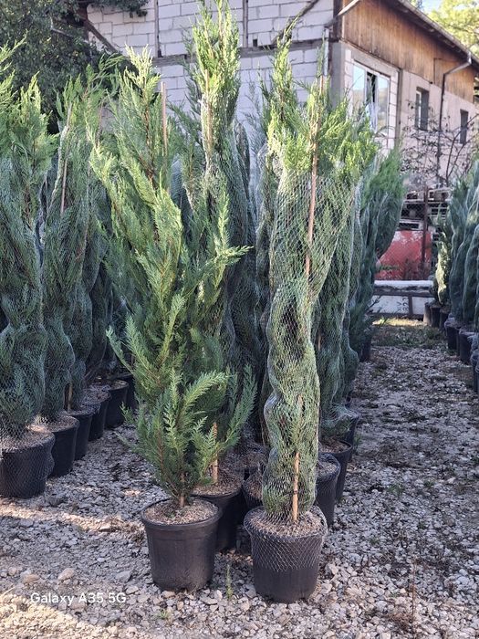 Vând tuia leylandii chiparos la oferta