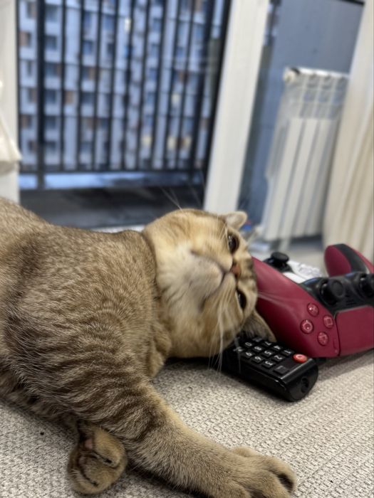 Котенок 5 месяцев