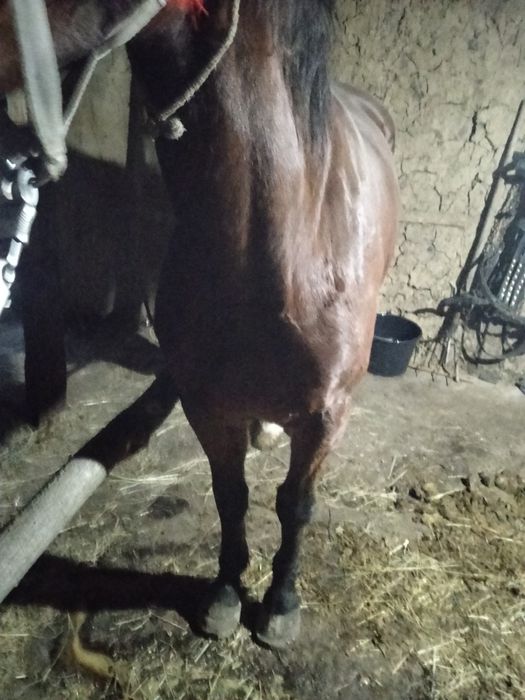 Vând mânz de 3 ani