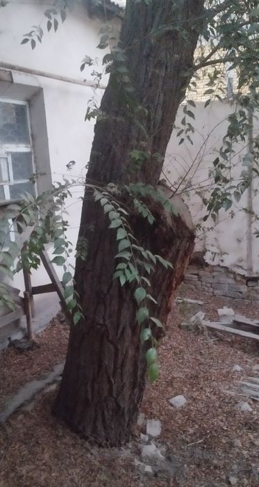 Утин сотилади куриган дарахтники