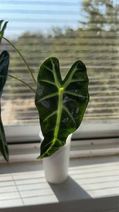 Алоказия Bambino