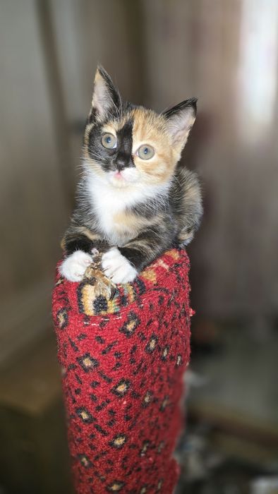 Отдам котят 1.5м