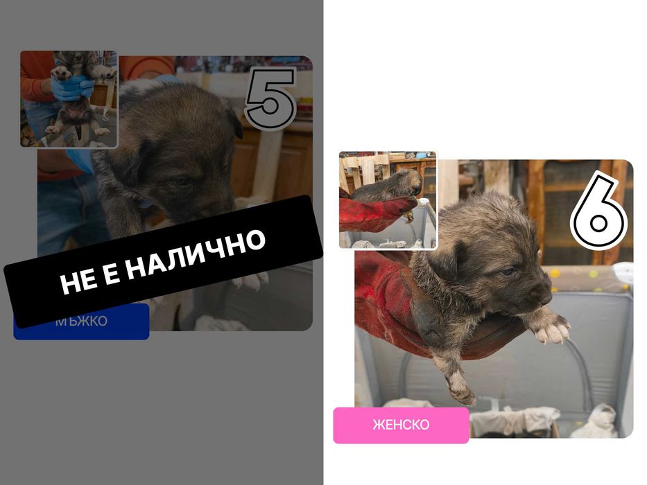 Подарявам кученца (5 броя)