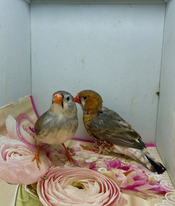 Amadinka Амадина Kanareyka