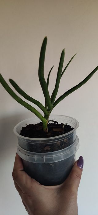 Продам детку орхидеи Ванда