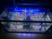 akvarium hamma narsasi bor 115x55 razmer 300litr