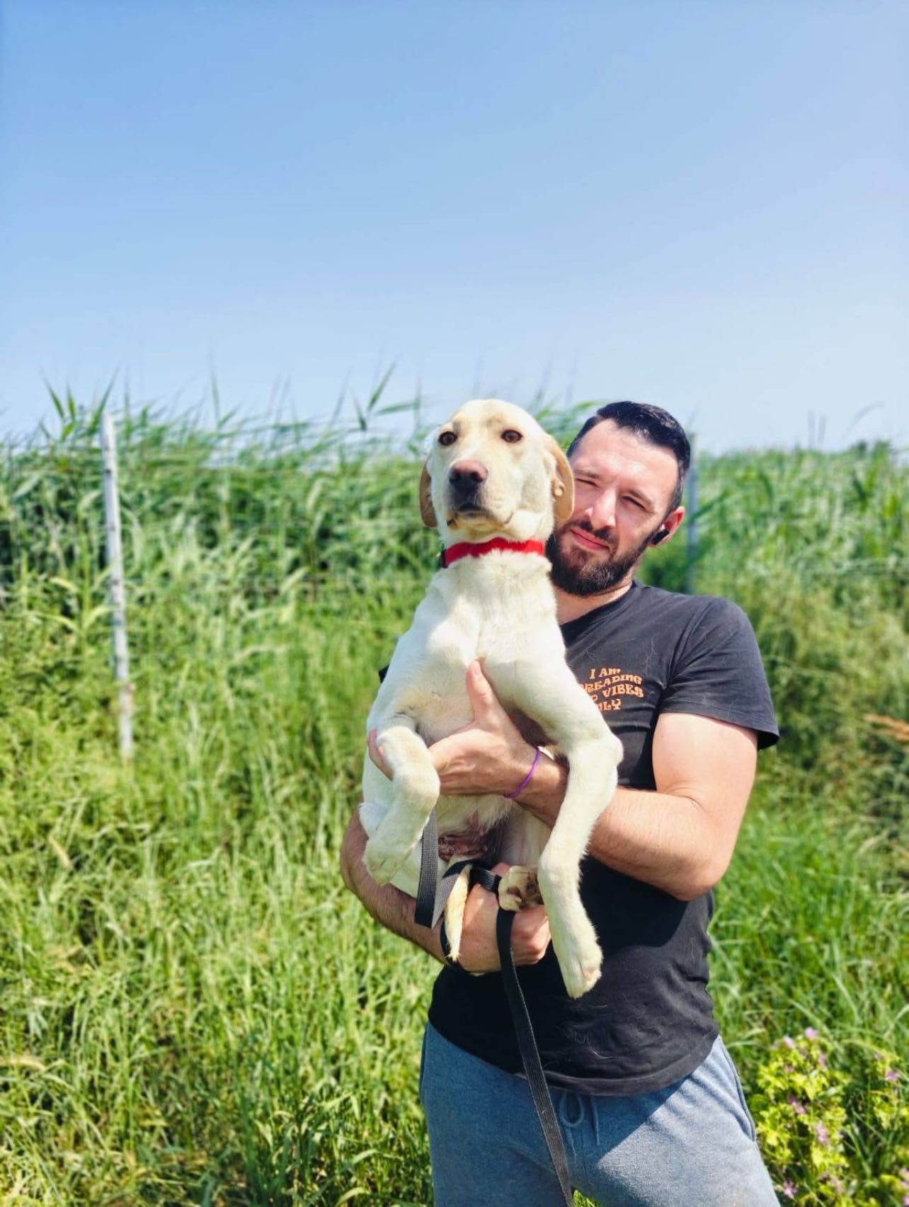 Cățelușa foarte cuminte și înțeleaptă își caută căsuța