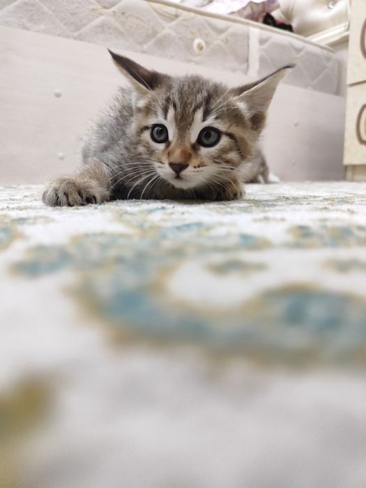 Mushuk bolalari tekinga beriladi