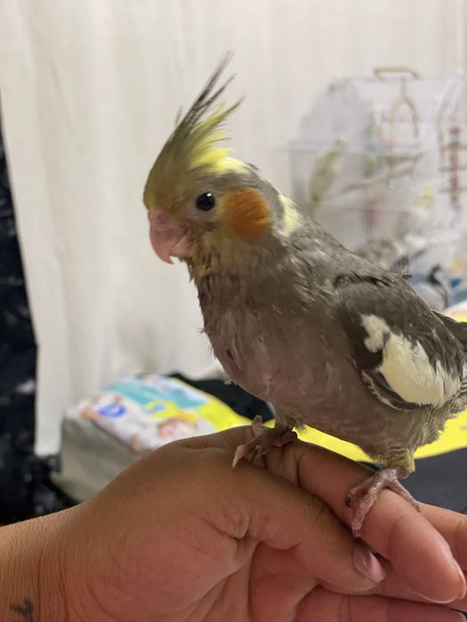 Pui de nimfa crescuti la seringa 600  lei si perusi pereche  100 lei