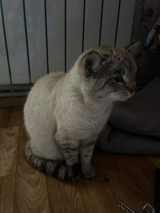 Красивый кот в любимцы бесплатно