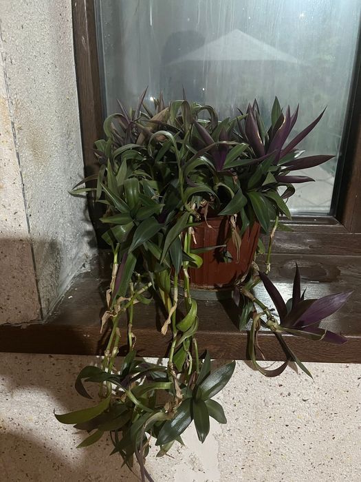 Комнатные растения