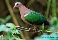 Зеленокрили  - emerald dove