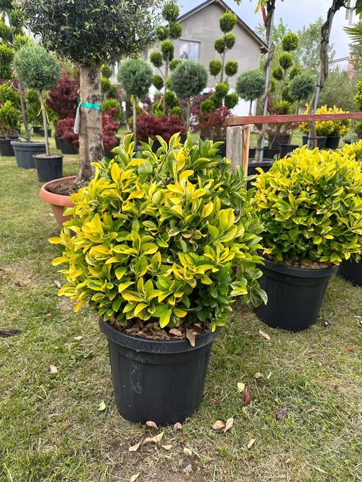 Euonymus – Eleganță și culoare pentru grădina ta