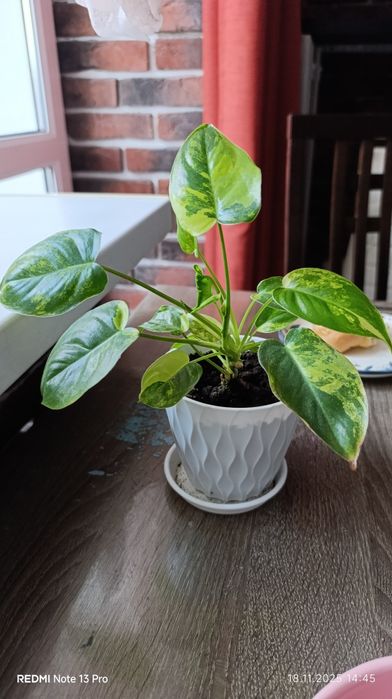 Филадендрон бурле Макс вариегатный