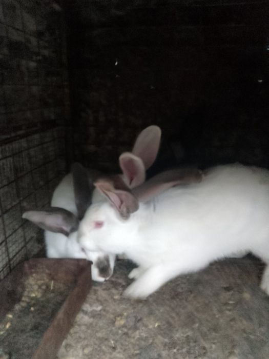 Зайци за продан ОХЛ