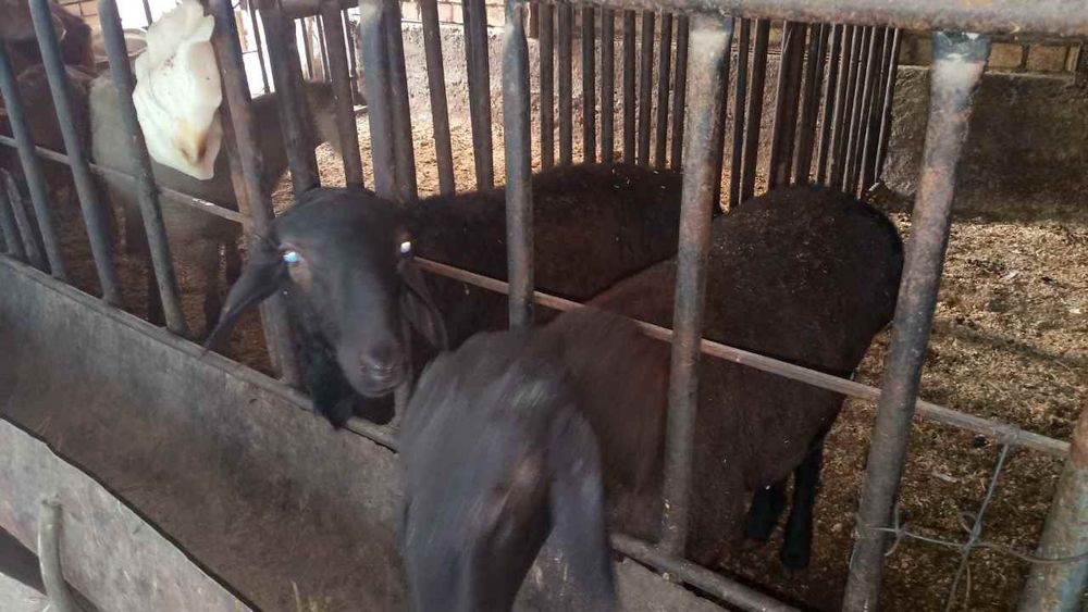 Uyda boqilgan qoylar sotiladi