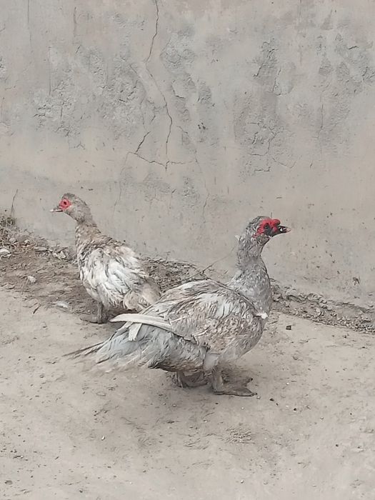 Продаются утки изумруд