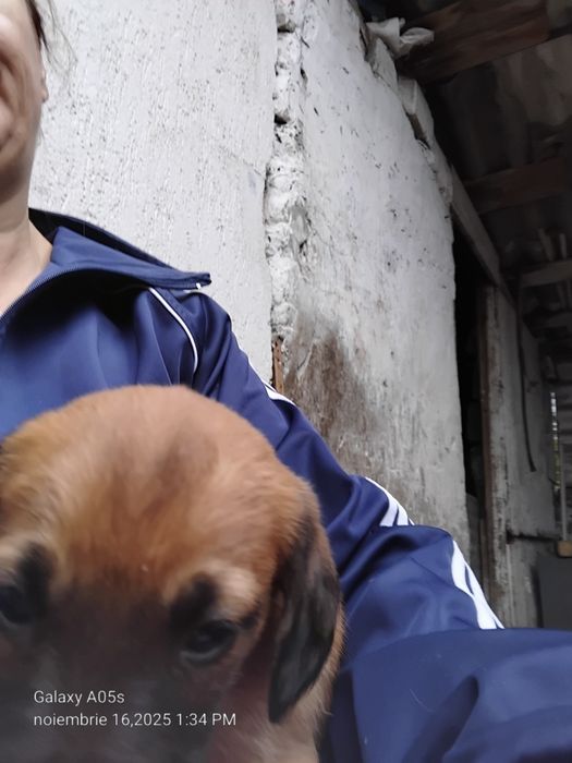 Donez cățeluși!         .