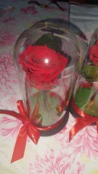 Trandafiri în cupola Criogenați