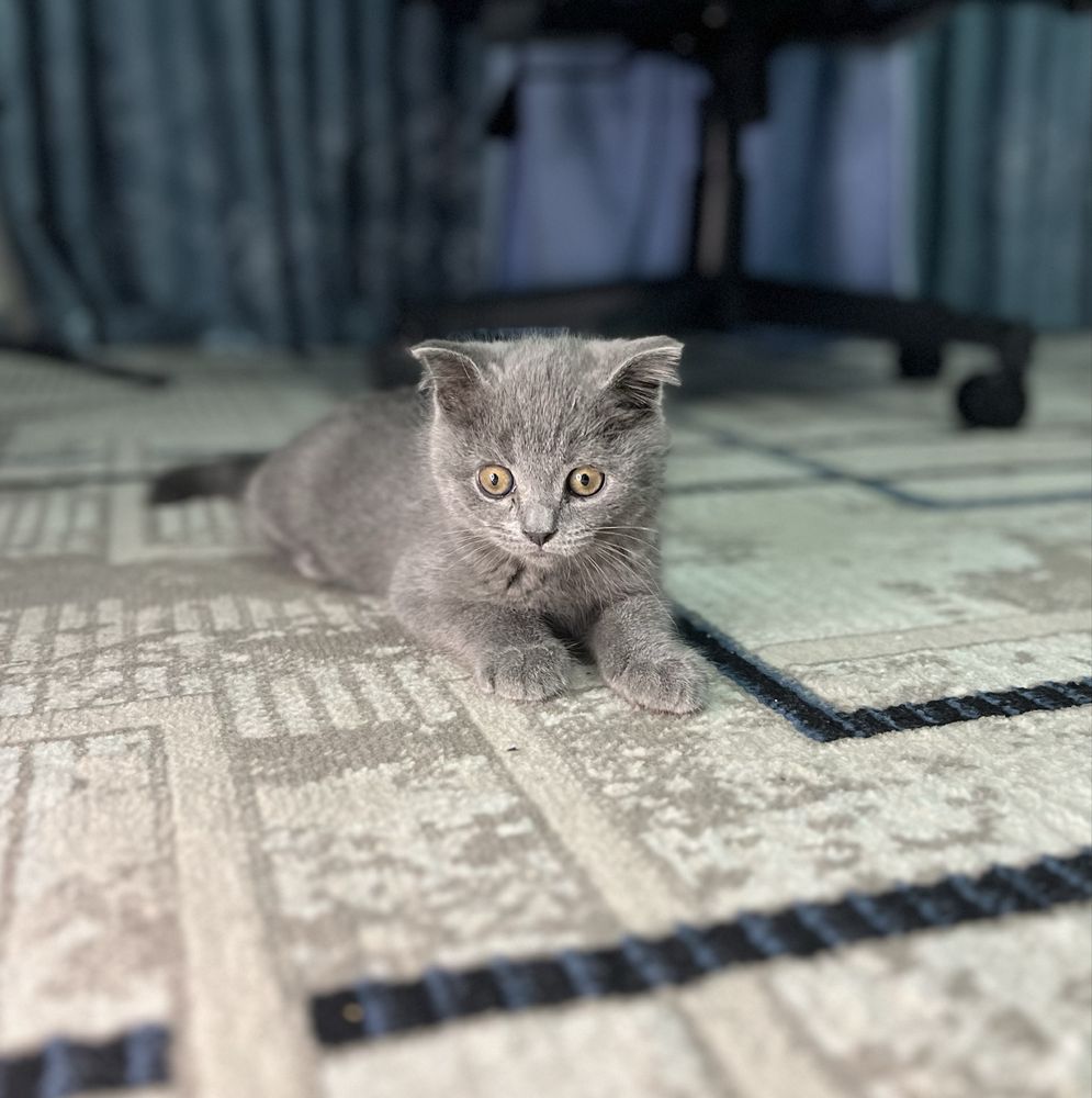 Британский скоттиш  страйт