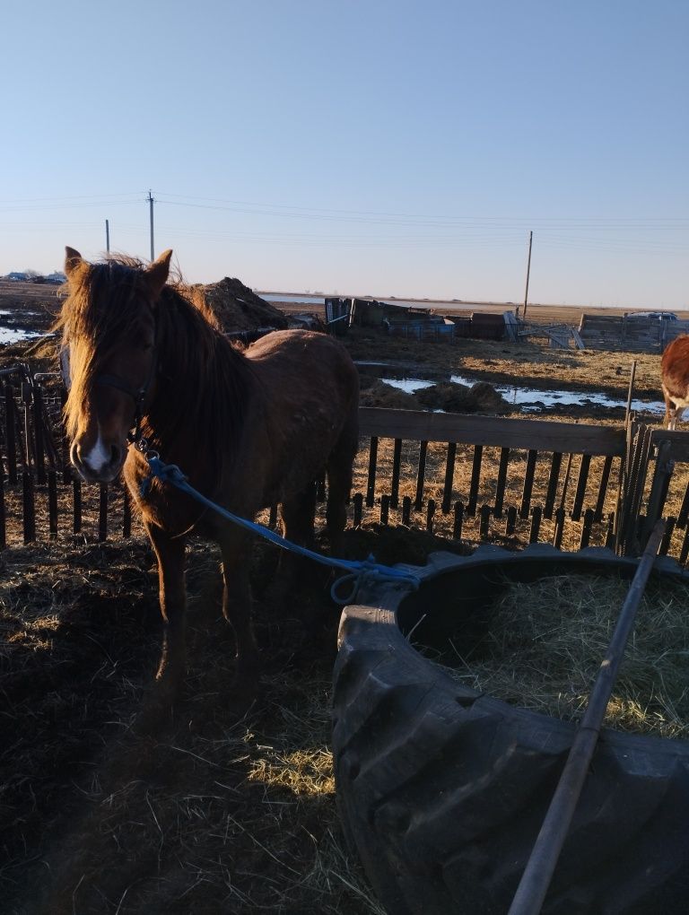 Ладыженка продажа жеребца