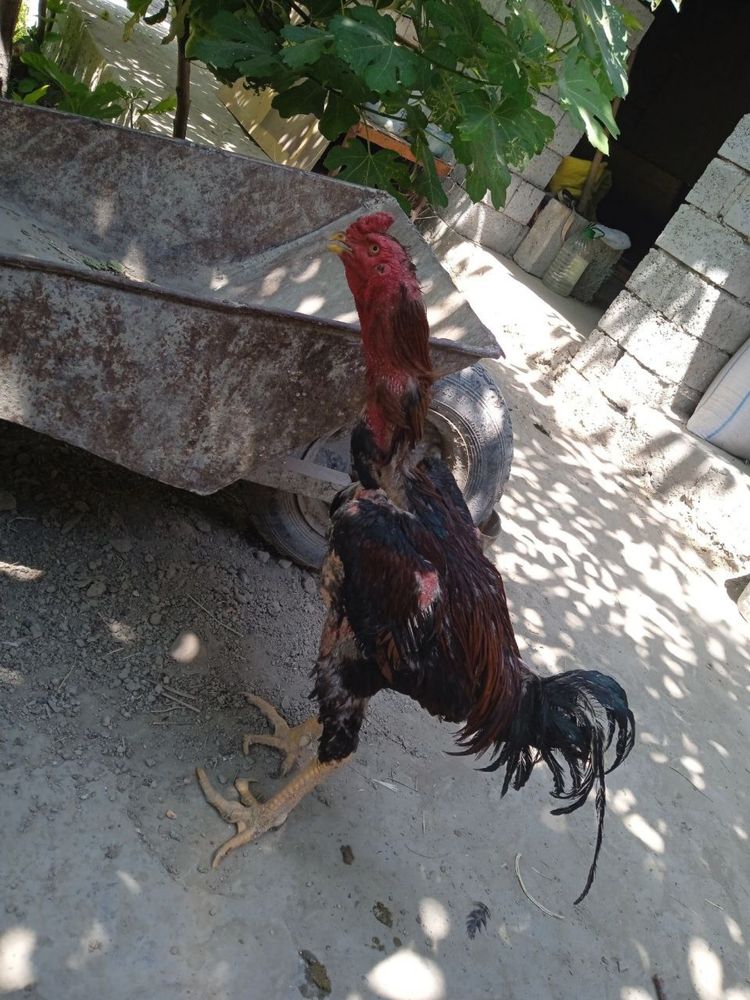 Tozza Dakan xoroz sotiladi