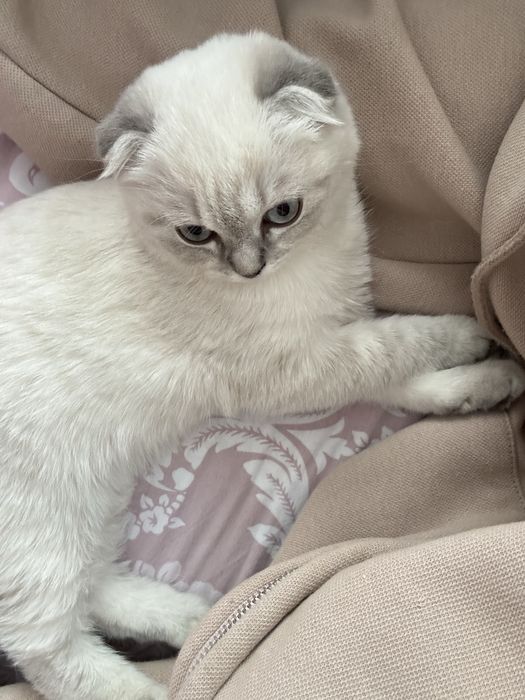 Срочно продаю кошка 4 мес.