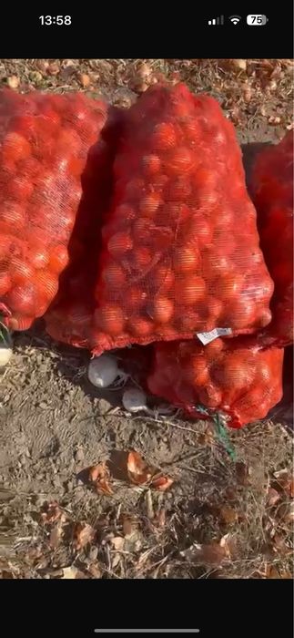 Лук оптом с поля в большом количестве