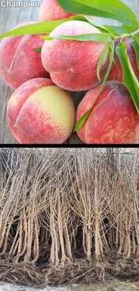 Piersici-pomi fructiferi