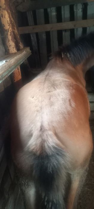 Кунан даух летка