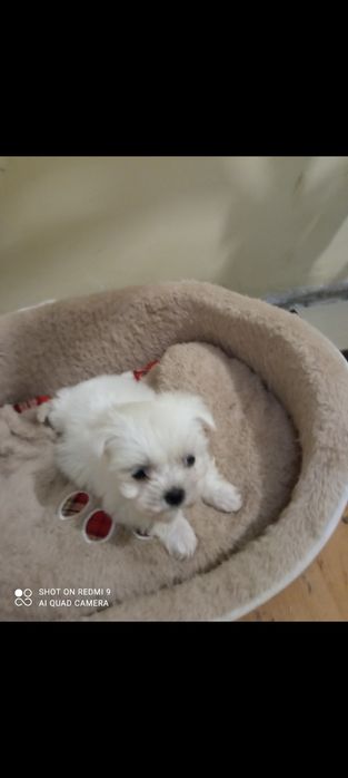 Bichon maltez alb