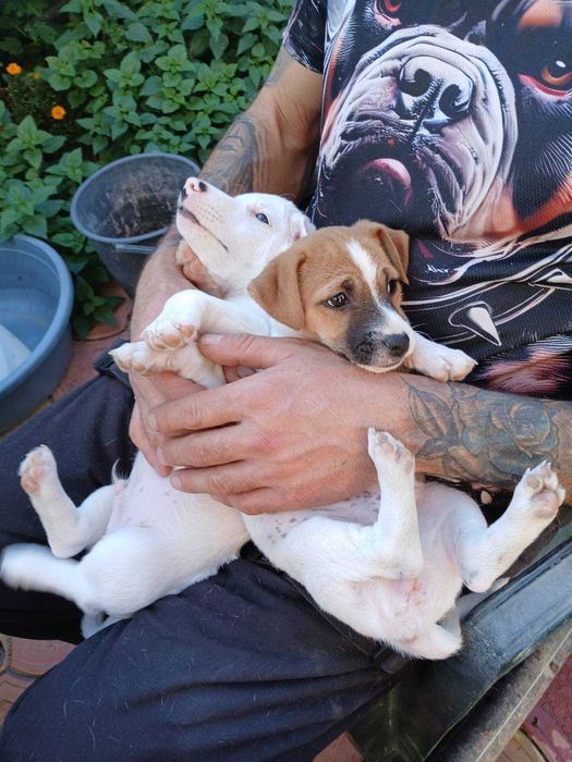 Елитни Джак Териери