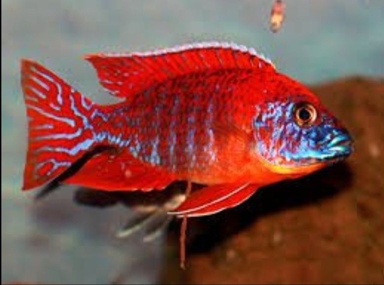 Аквирумни риби африкански цихлиди от езерото Малави