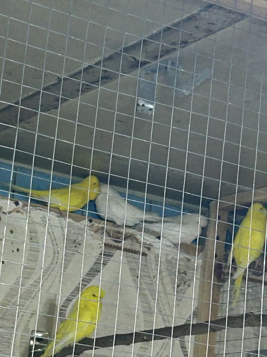 Продаетса папугай готовые пары и отдельно
