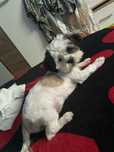 Bichon shih tzu de vanzare