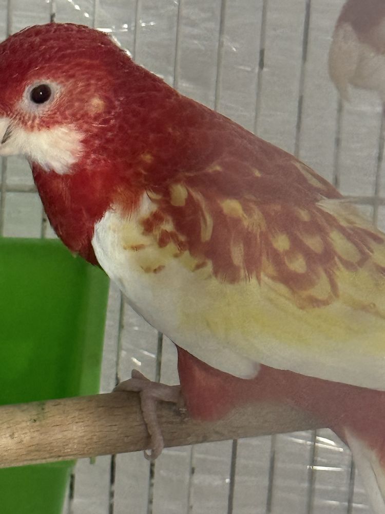 Papagal Micul Alexandru si Rosella