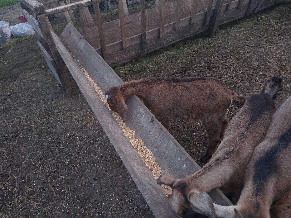 Vând mielute si berbecuți oacesi si brezi dar si iezi