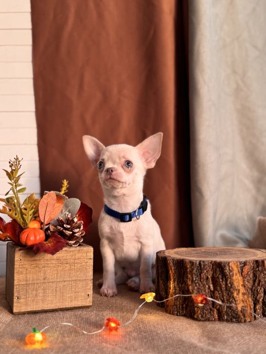 Продается щенок чихуахуа