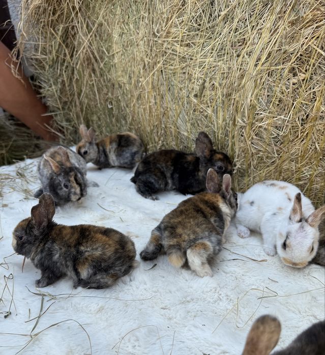 Vand iepuri rex pitic