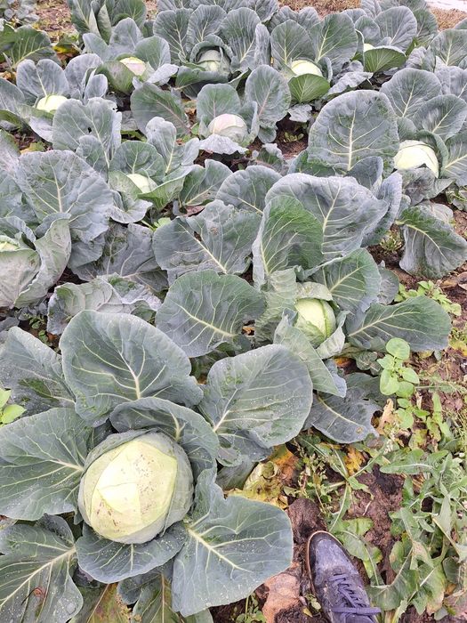 Varza alba,varza rosie