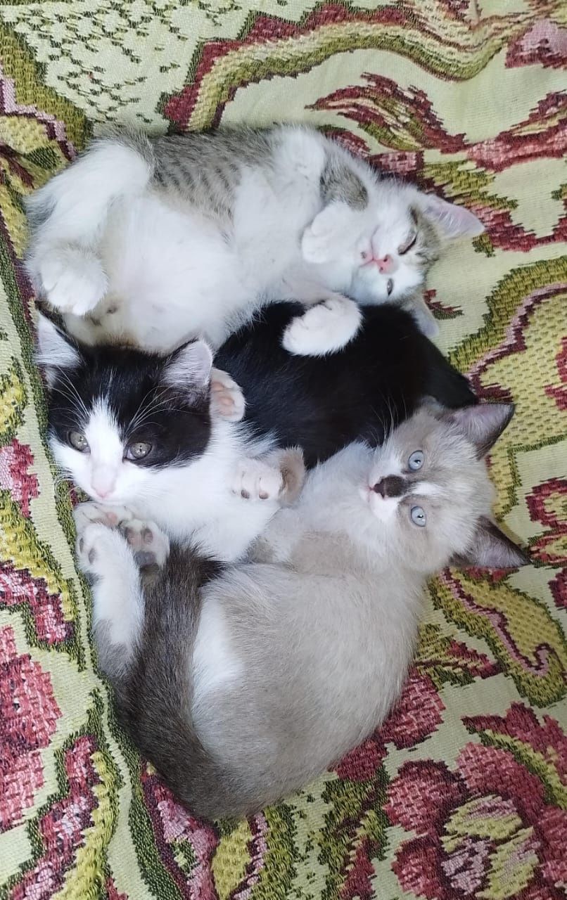 Котята,1 сиамский,2 обычных