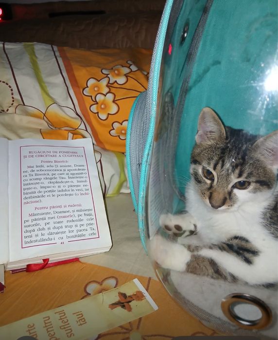 Pisic motan foarte curat , intelegator de comenzi si ascultator .