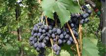 struguri de vin Vrancea 2025