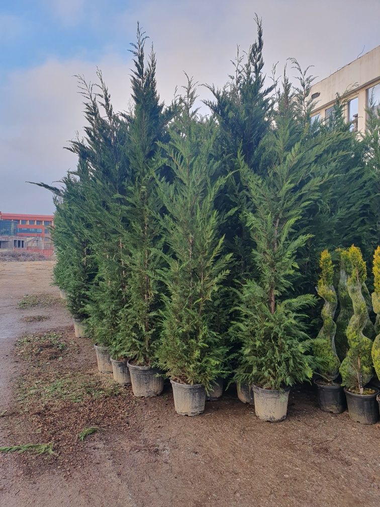 Leylandii și tuia Smaragd la 2.3m - 2.5m/ calitate extra/ super oferta