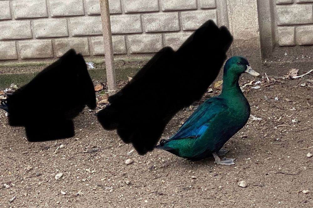 Rățoi verde smarald